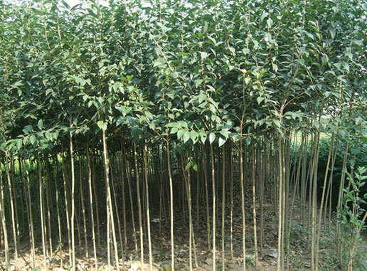 大葉女貞樹什么時候種植成活率更高？